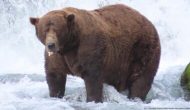 'Chunk' wins Fat Bear Week 2025 award in Alaska – DW – 10/01/2025