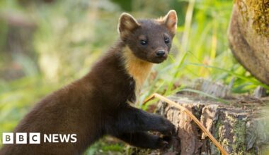 Pine martens released on Exmoor in 'positive sign for nature'