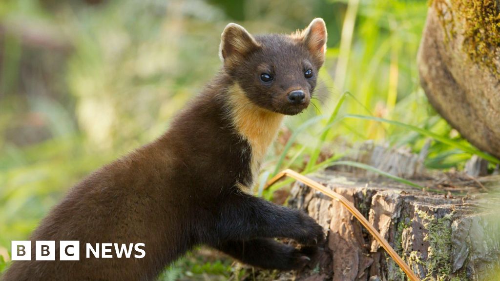 Pine martens released on Exmoor in 'positive sign for nature'