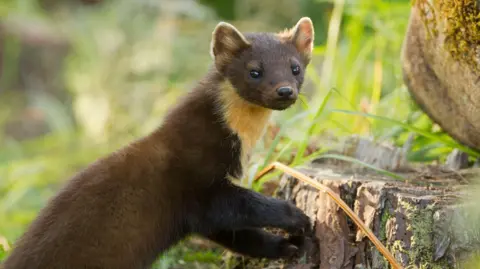 PA Media A cat-sized pine marten with brown fur and light fur around its neck, next to a tree stump.