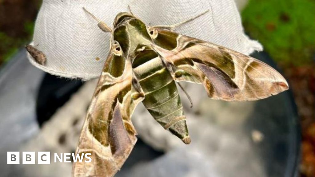'Magnificent' rare hawkmoth sighting an Isle of Man first