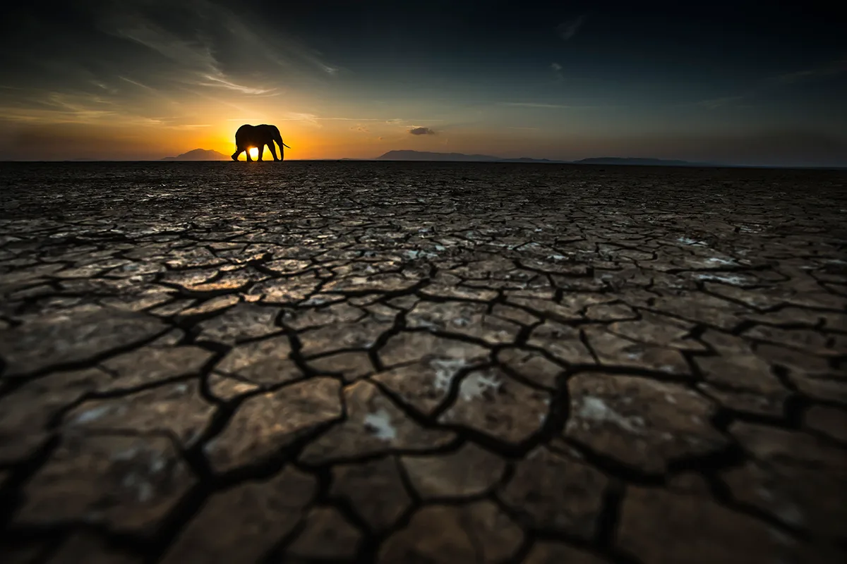 Cracked ground with elephant on the horizon.