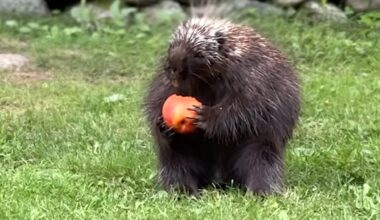 Woman Feeds Fresh Fruit to an Apple-Loving Porcupine Who Lives in Her Backyard