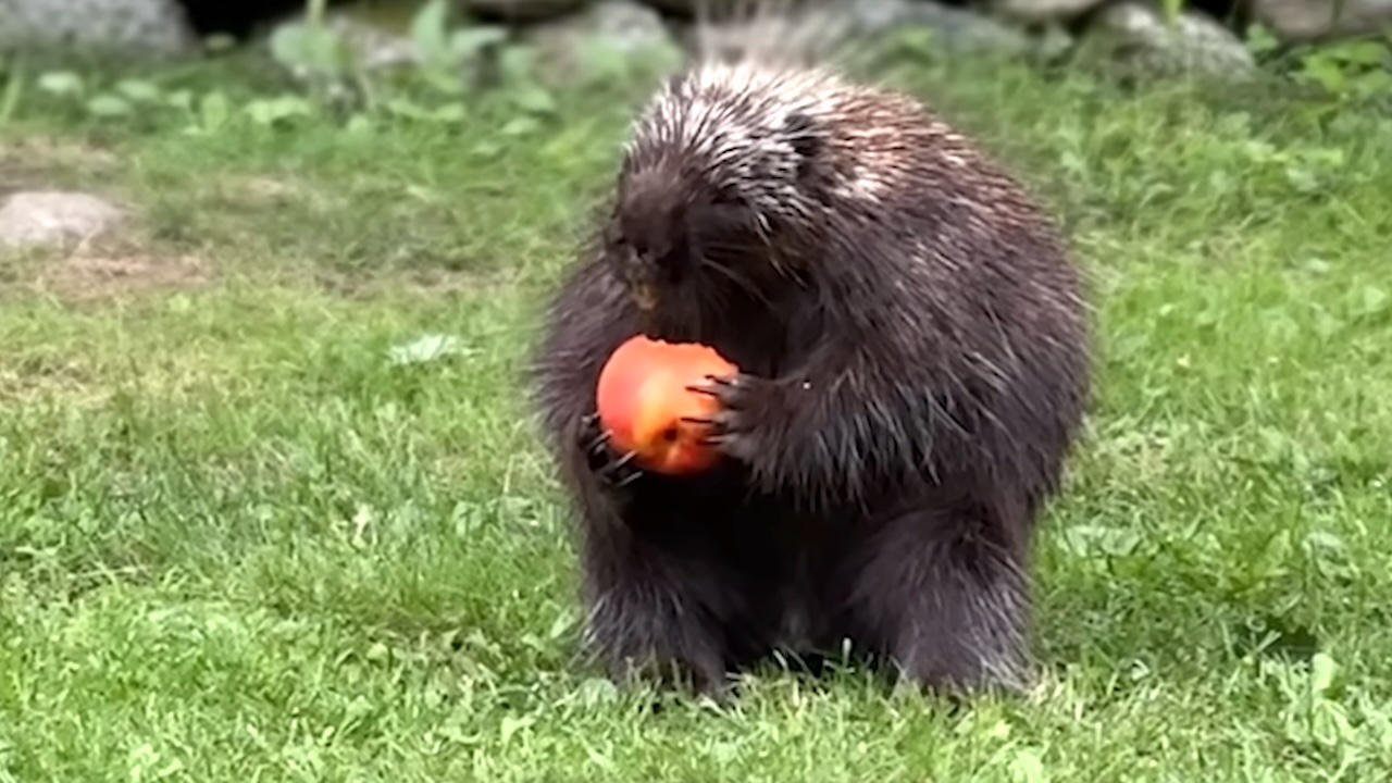 Woman Feeds Fresh Fruit to an Apple-Loving Porcupine Who Lives in Her Backyard