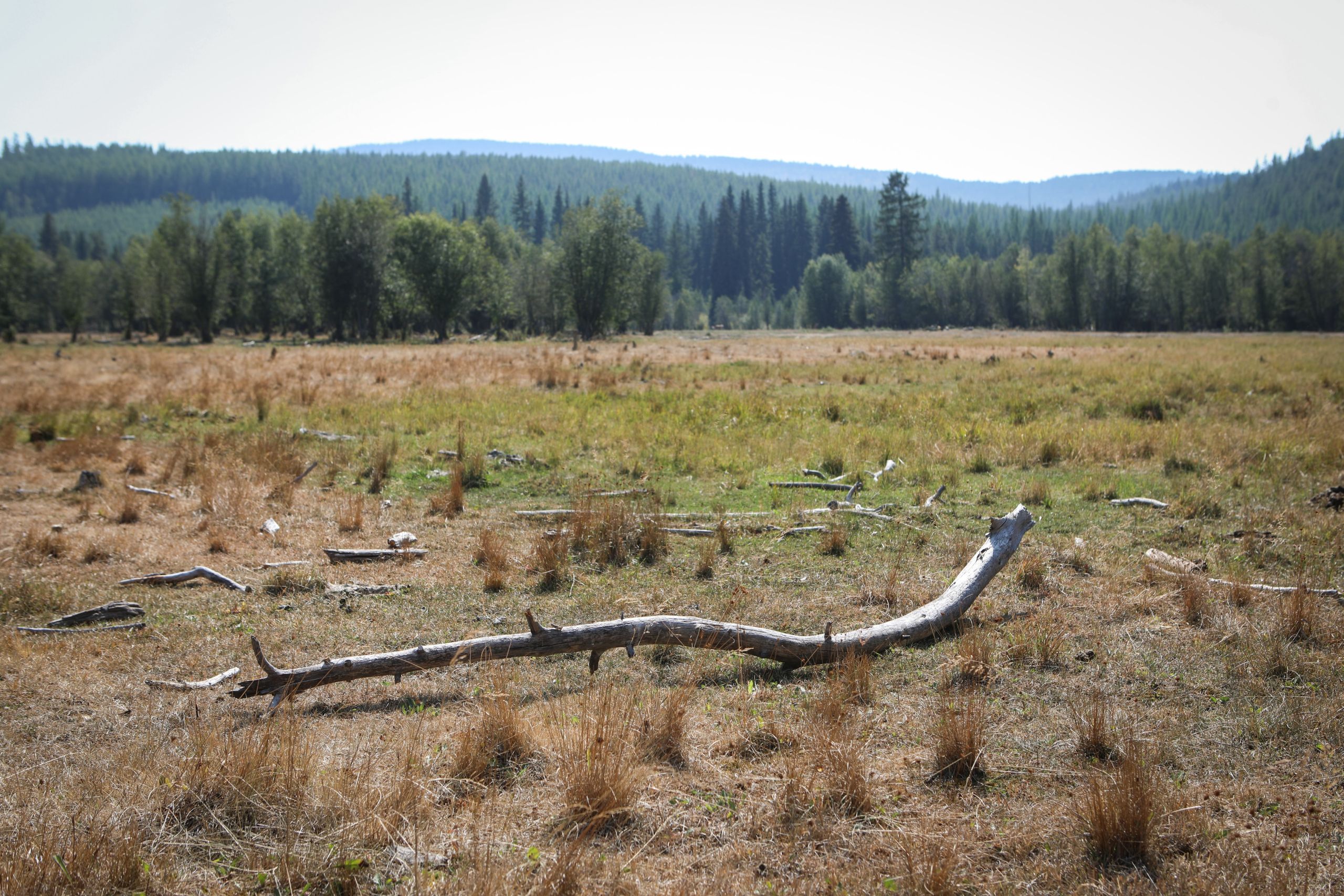 An open field surrounding Coteay Creek, with deciduous and evergreen trees in the distance and dry logs spread out across the field.