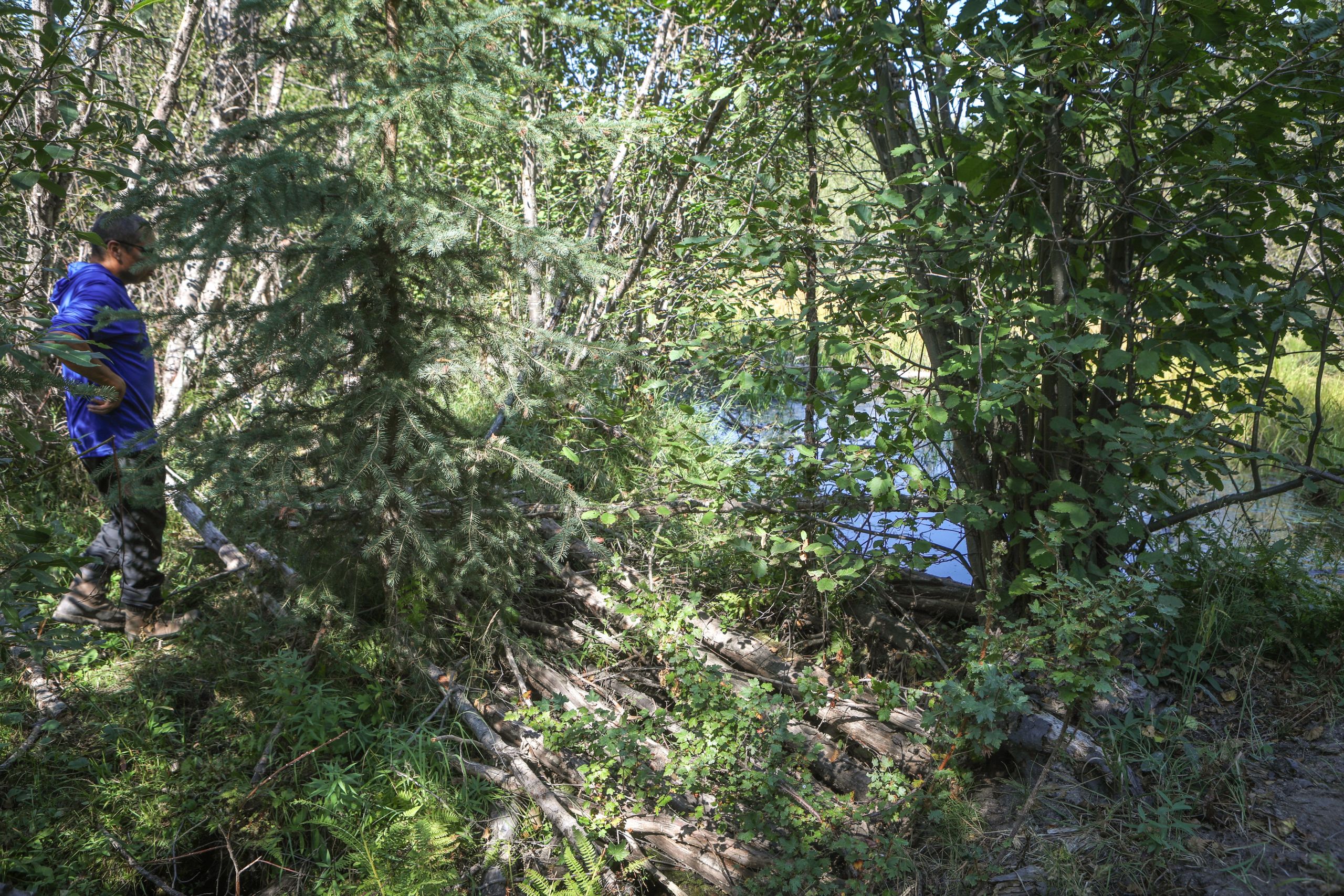A man stands in a forested area, partially obscured by pine trees, with some timber at his feet
