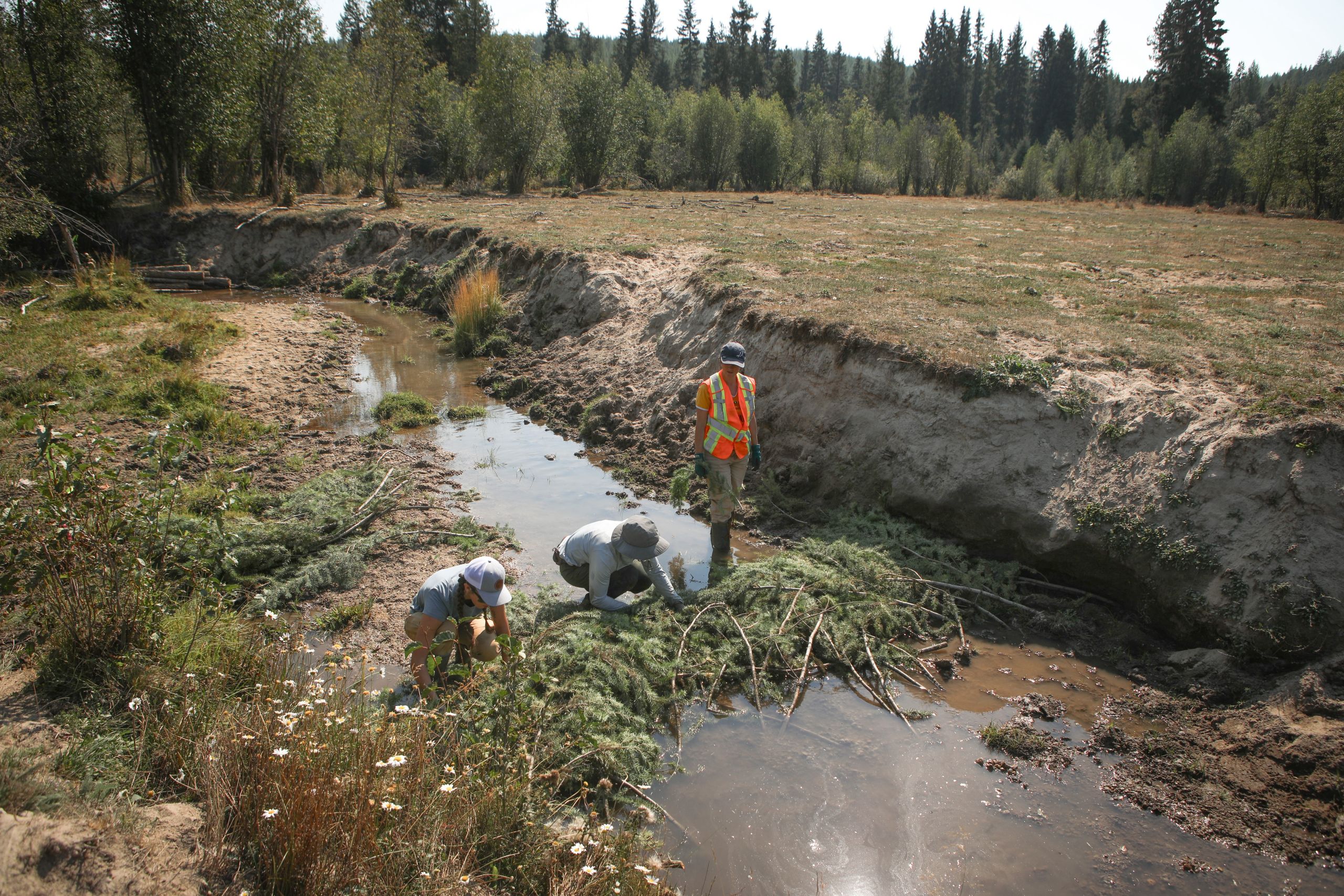 Three people work in a creek bed to build a beaver dam with evergreen tree branches.