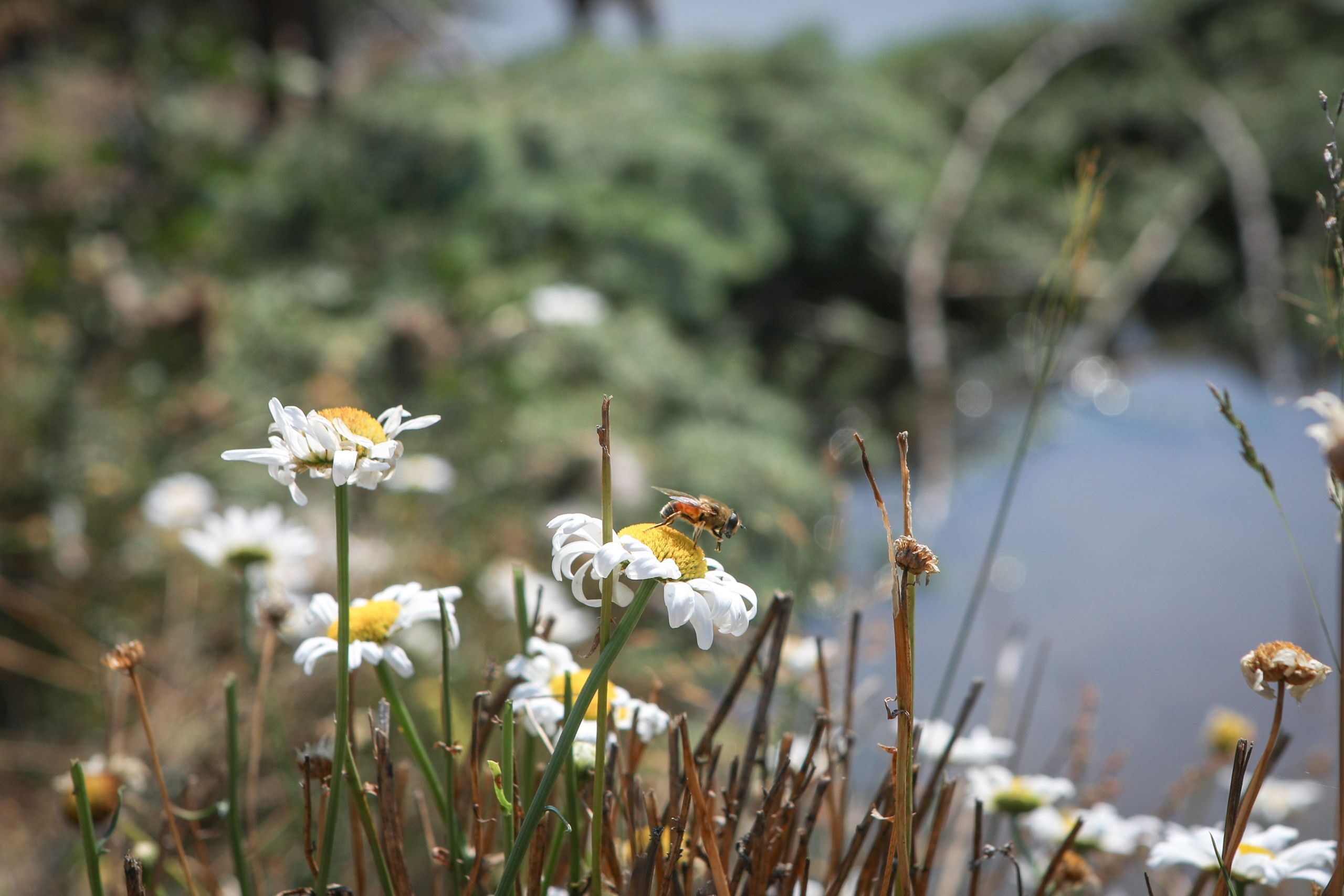 Close-up of a bee perched on some white wildflowers.
