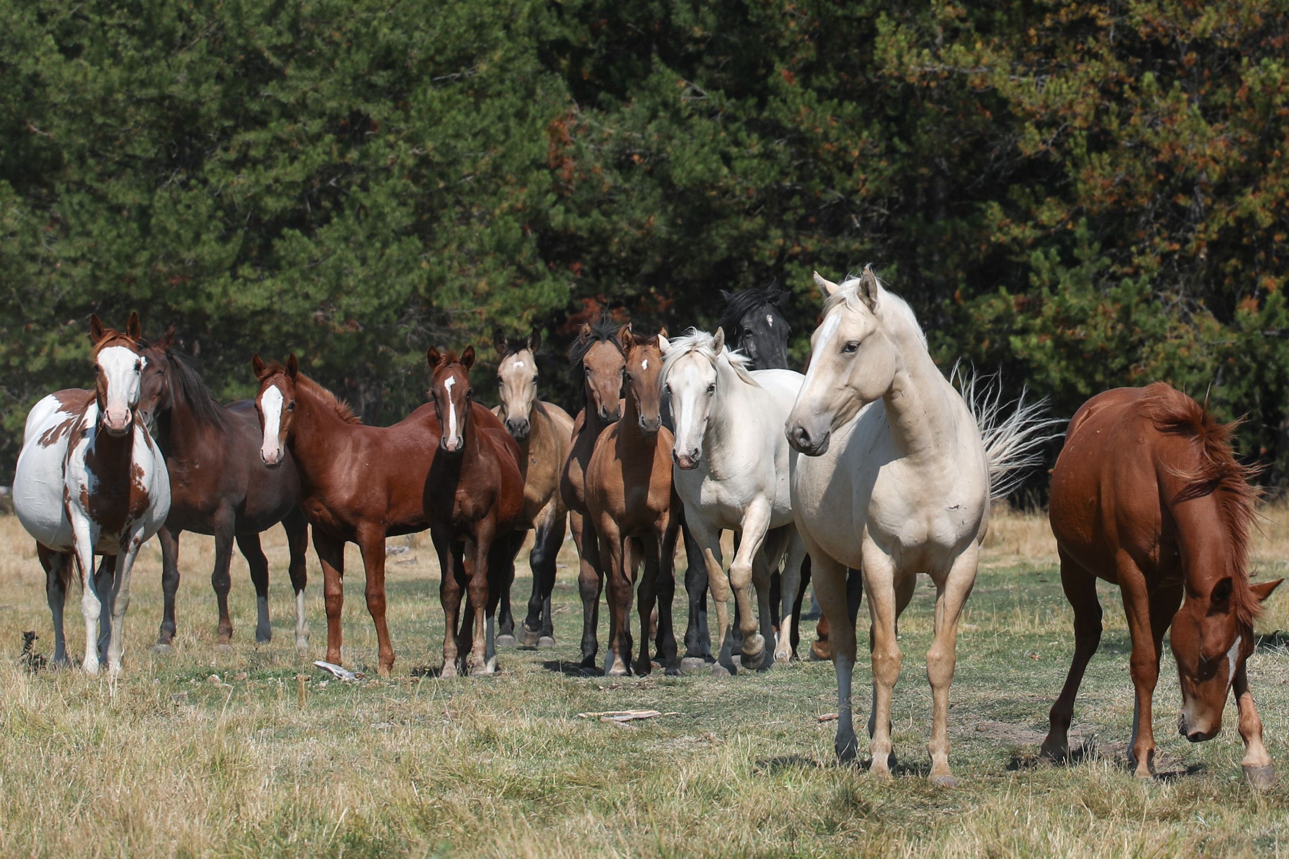 Wild brown, white and red horses trot through a field.