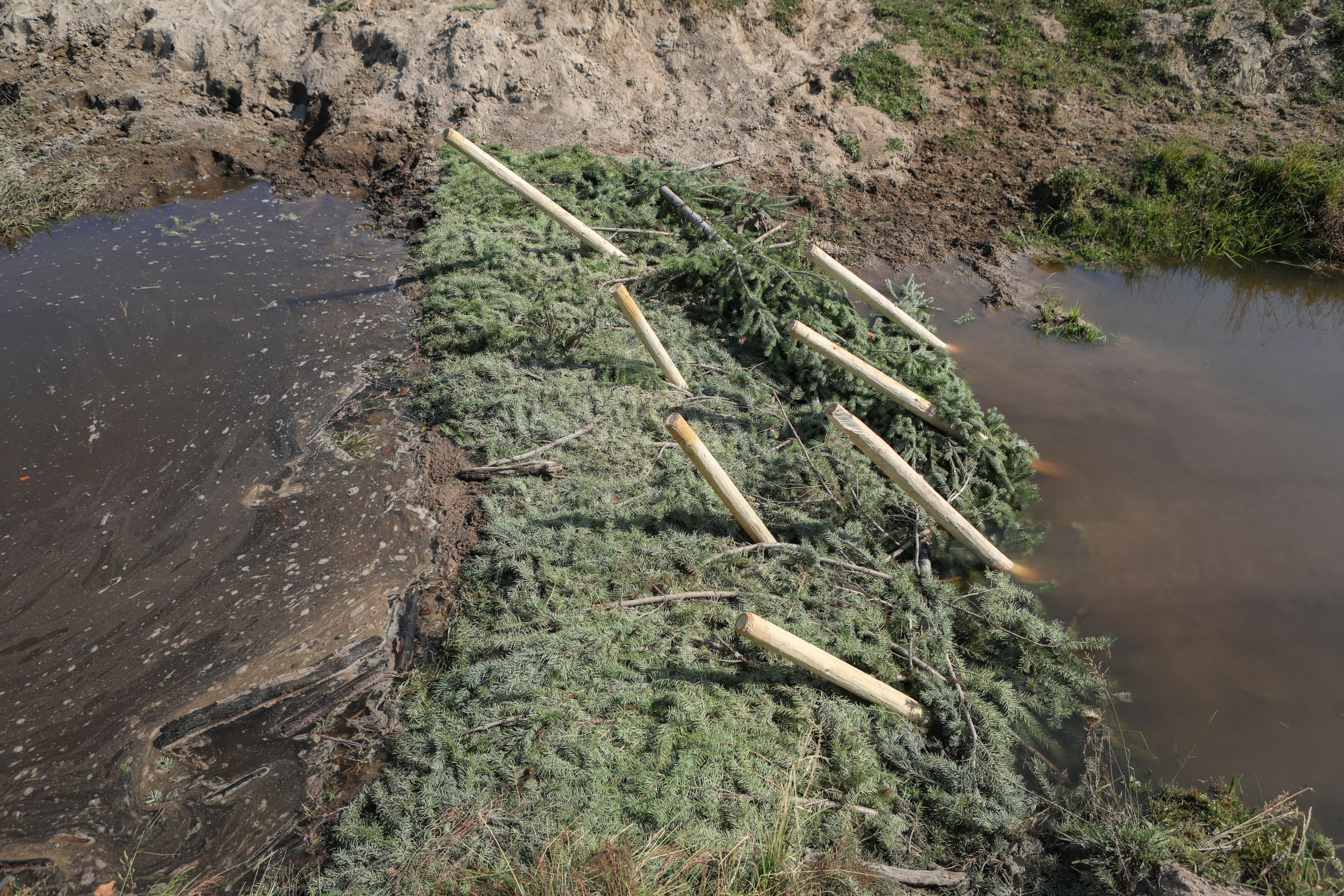 An analogue beaver dam built of evergreen tree branches.