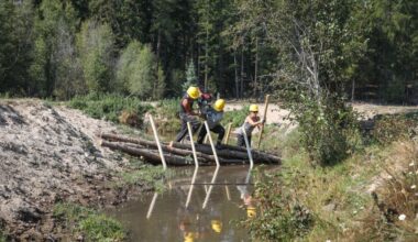 Bringing beavers back to syilx homelands