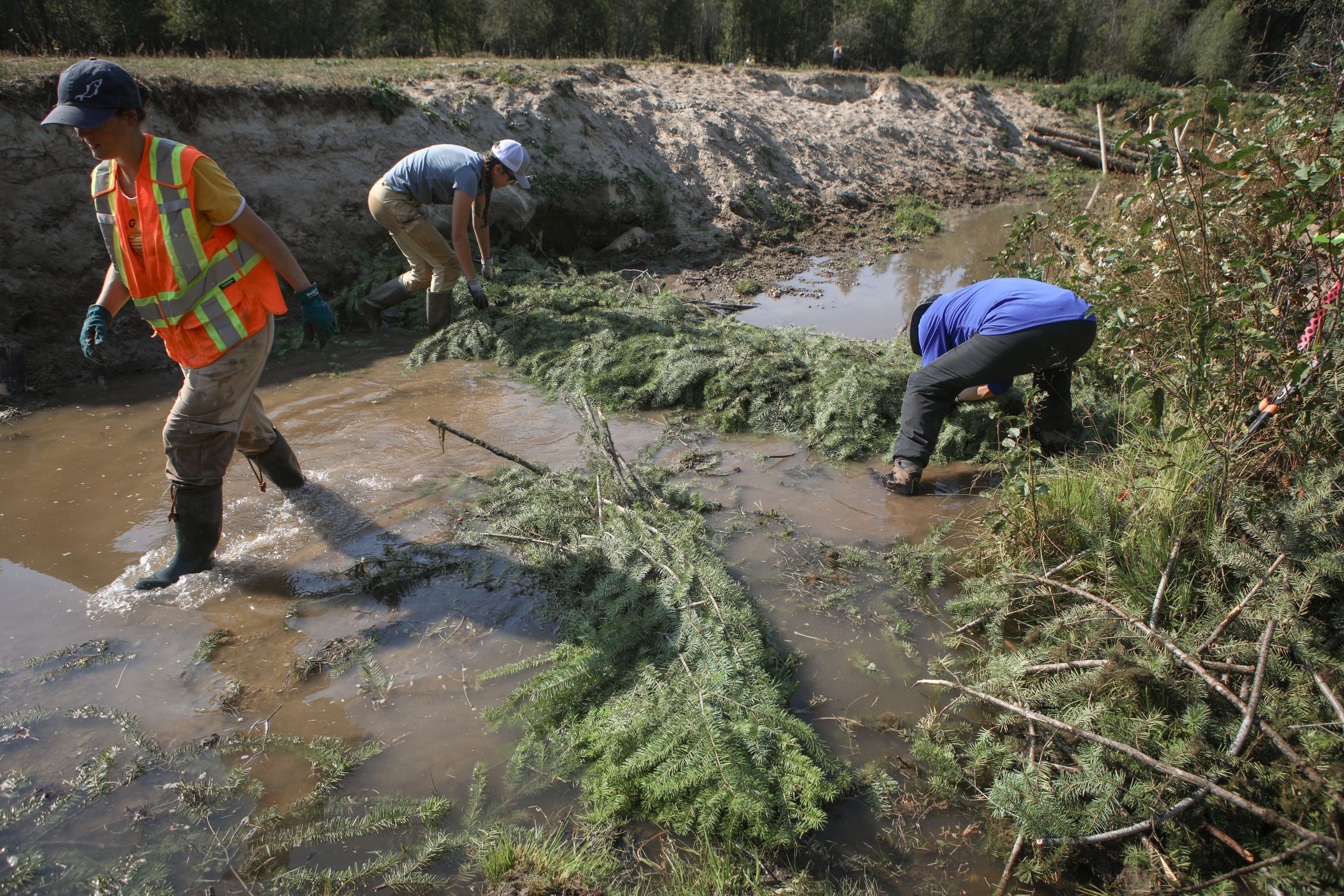 Three people working in a creek bank to build an analogue beaver dam with evergreen tree branches.