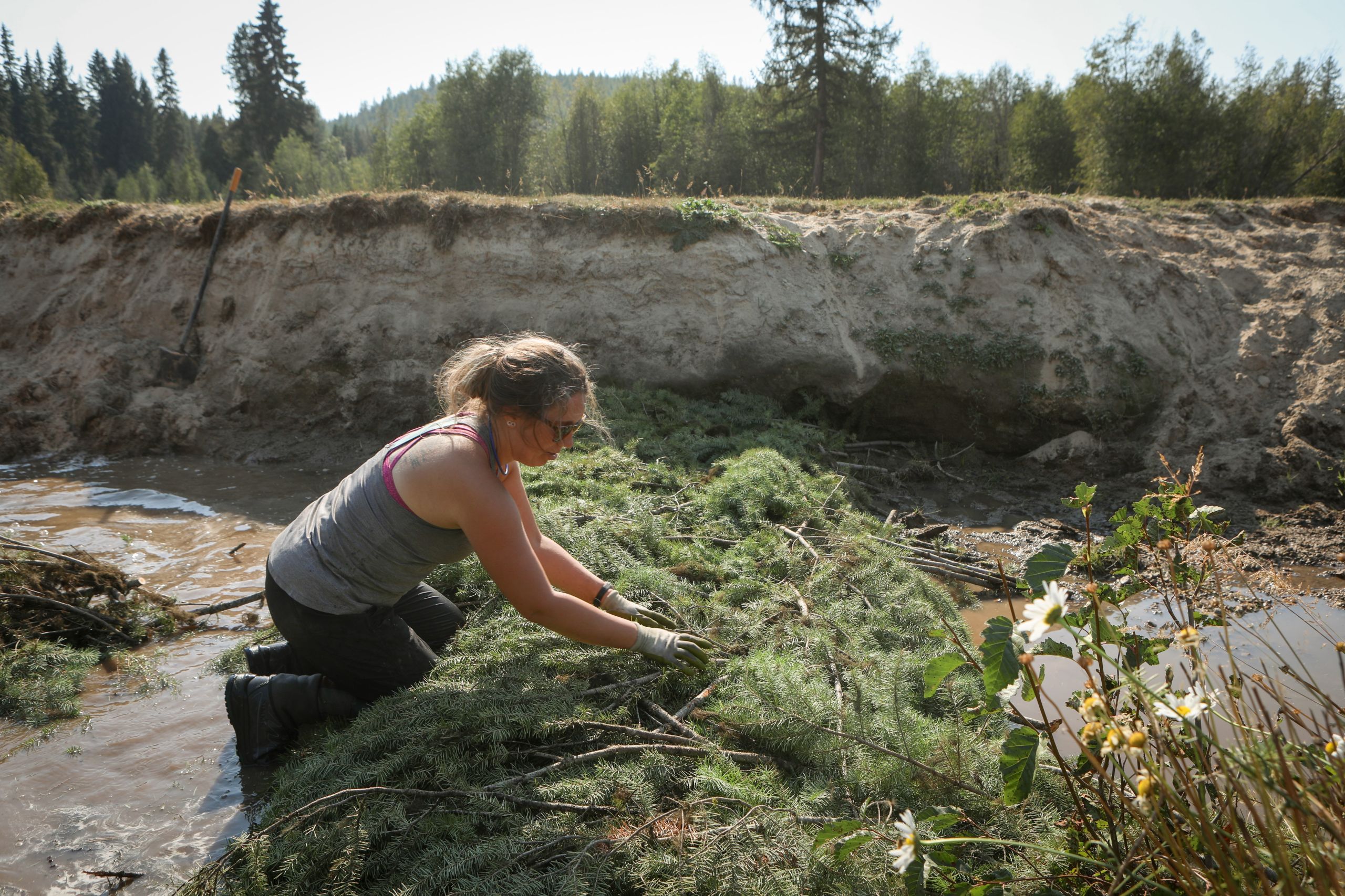 A woman weaves evergreen tree branches together to form an analogue beaver dam in a creek.