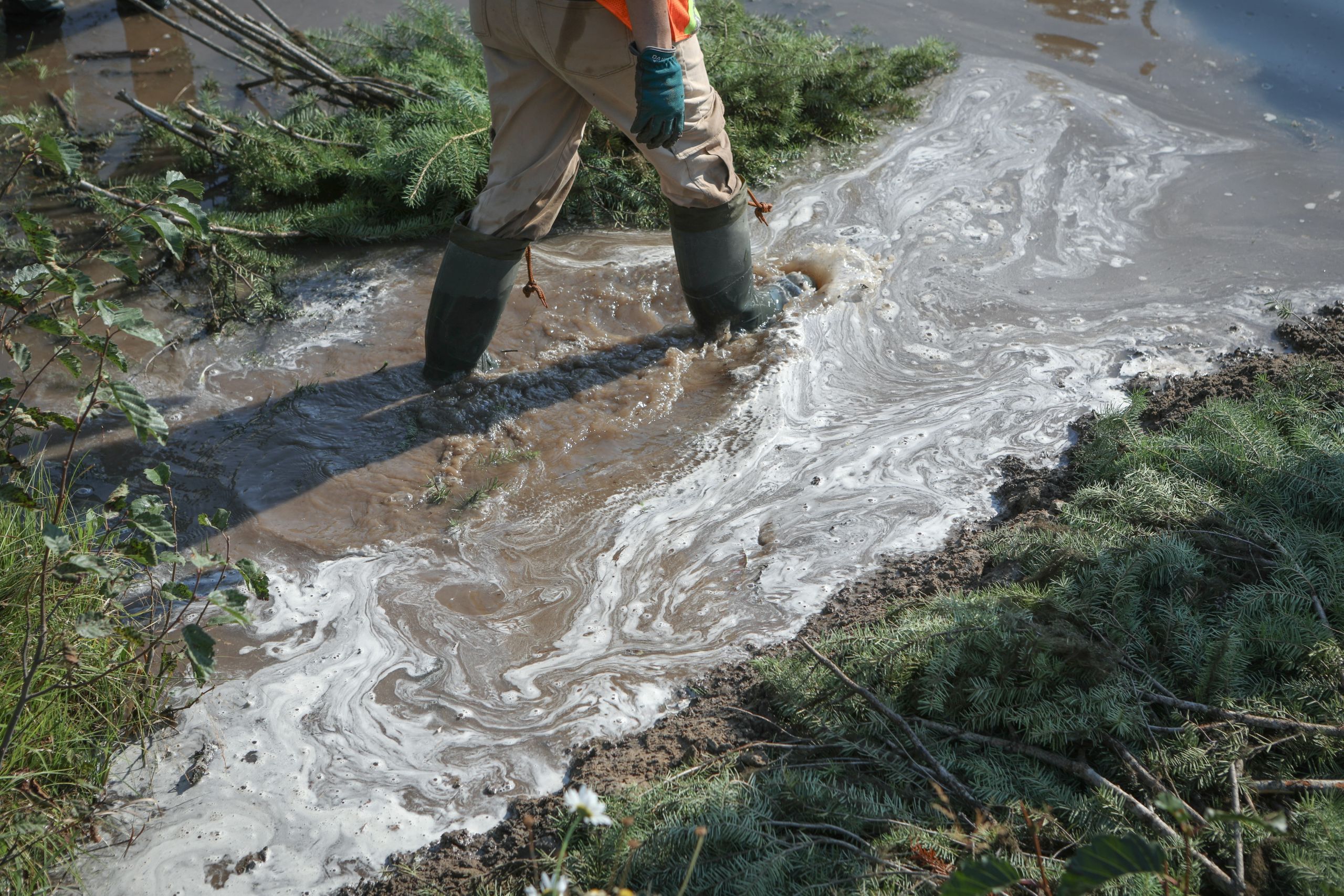 A pair of legs wearing boots wades through a creek surrounded by evergreen tree branches used for building an analogue beaver dam.