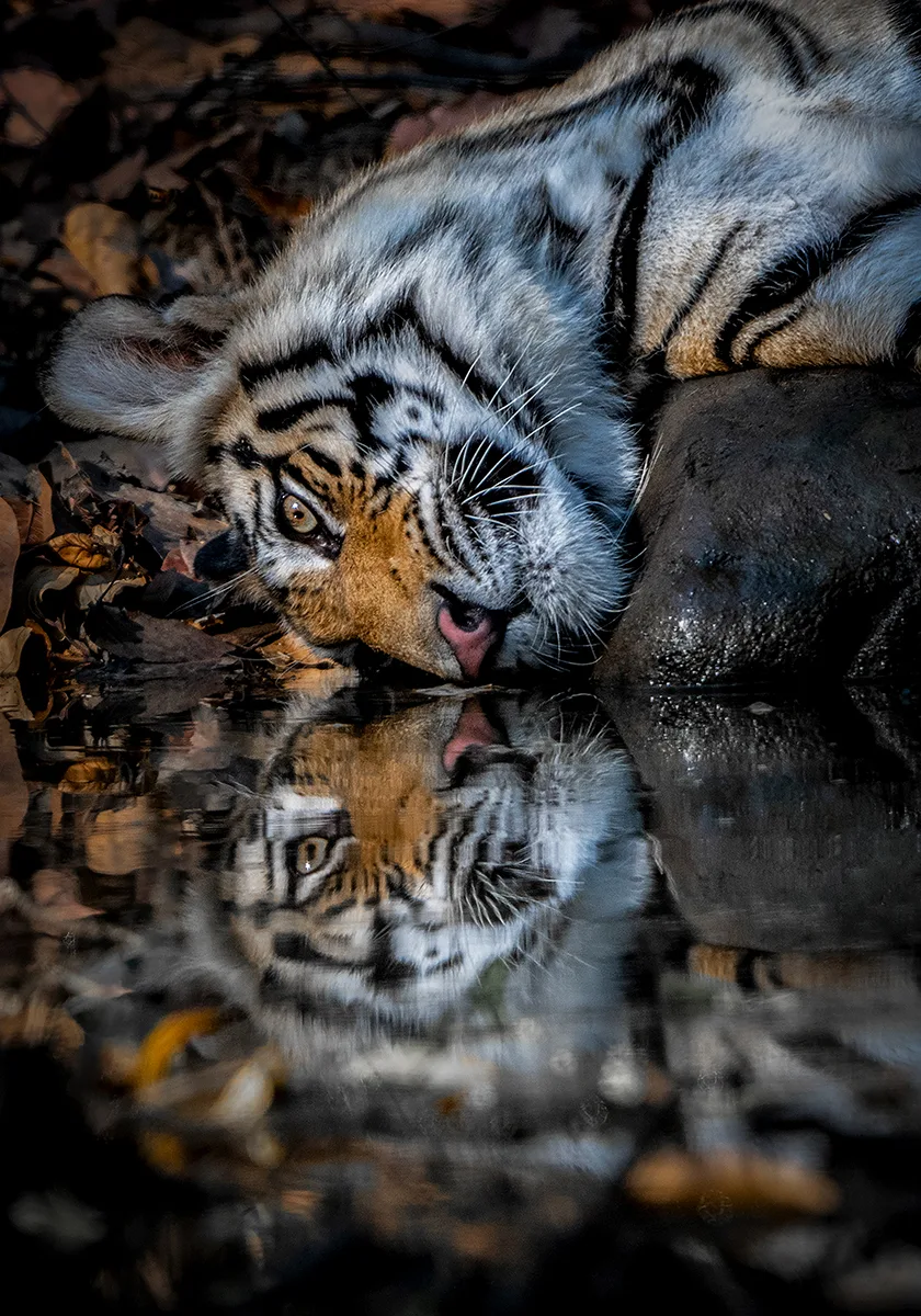 Bengal tiger lies down face reflecting.