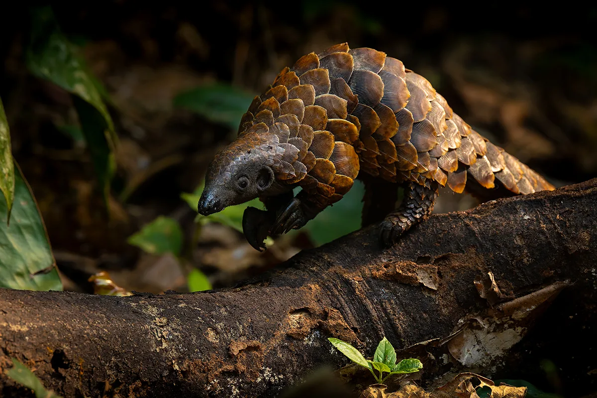Pangolin standing on hind legs branch.