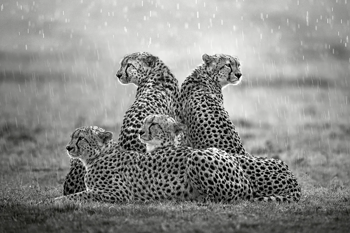 4 Cheetahs sat in rain.