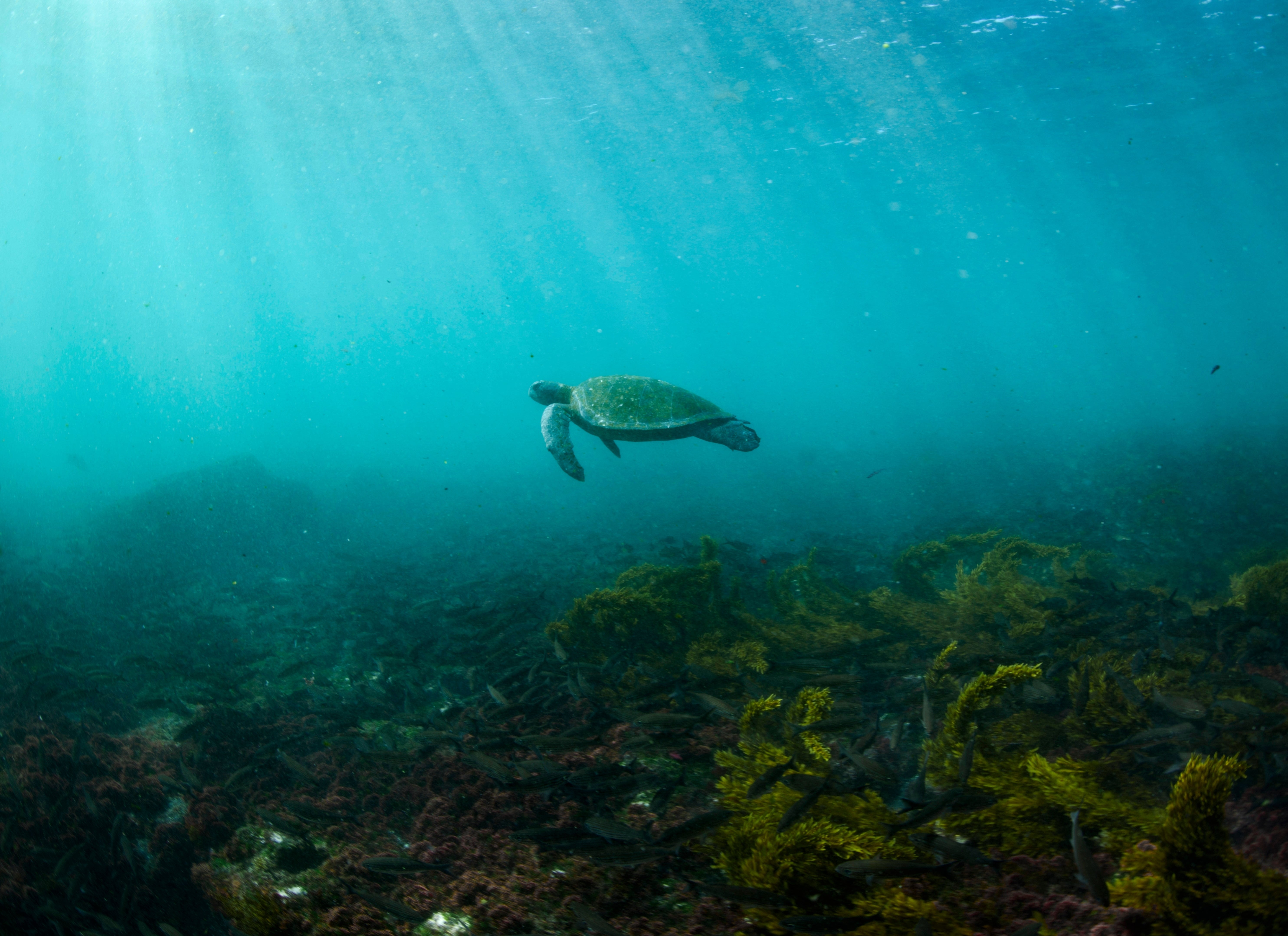Green turtles are one of the largest species of sea turtle