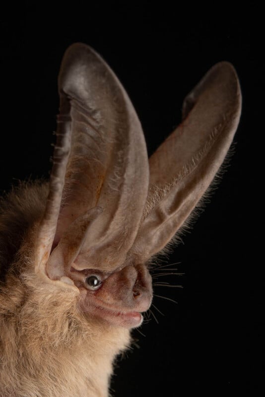 A close-up side view of a bat with very large, upright ears and light brown fur, set against a black background. The bat's eye and facial features are clearly visible.