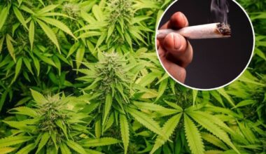 Study builds on genetic research into cannabis use, as policymakers grapple with drug’s popularity