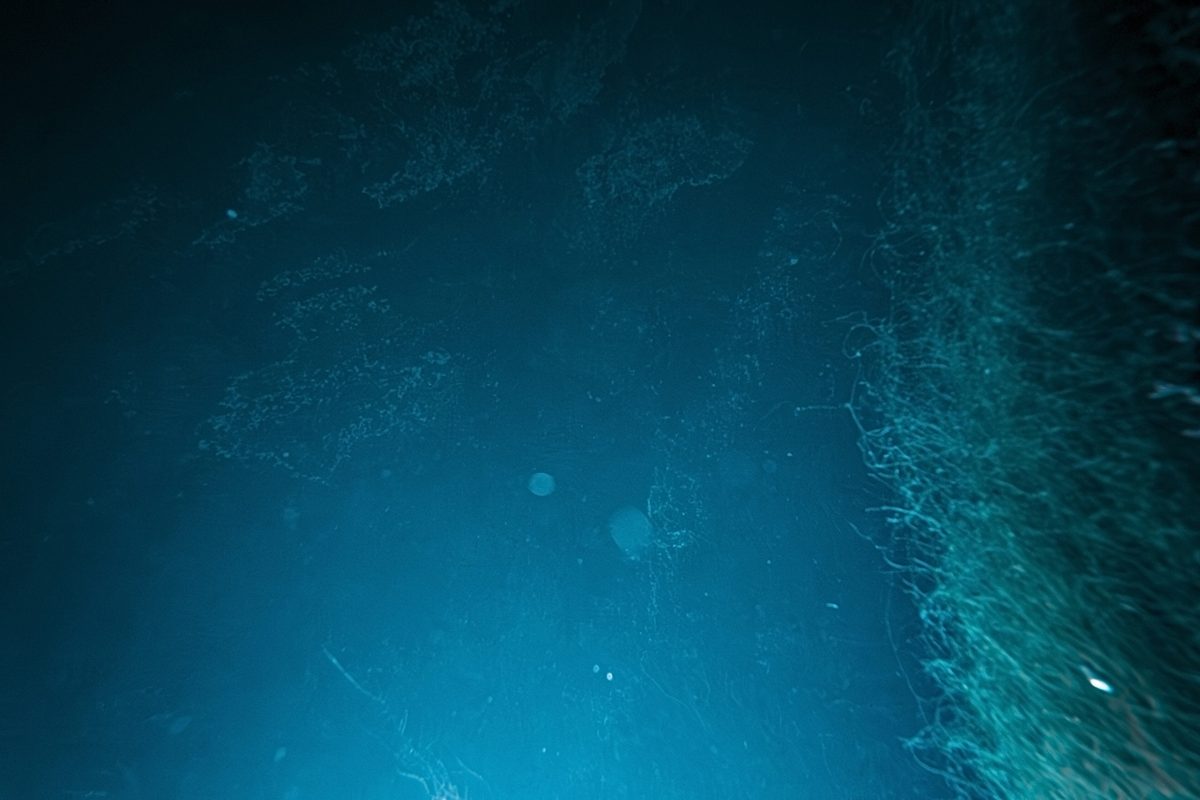 ‘Tusked’ animal found living at bottom of 5,000m-deep ocean. It was carrying something strange