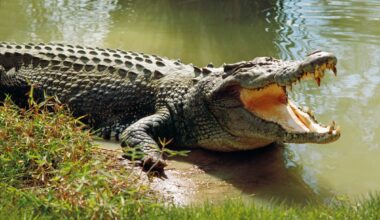 Can a human outrun a crocodile?