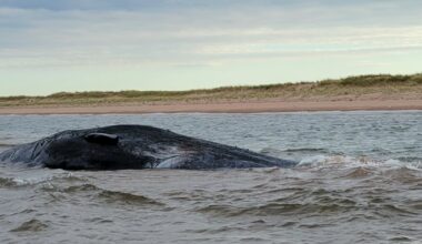 ‘Absolutely heartbreaking’: Three sperm whales dead on P.E.I. shore - CTV News