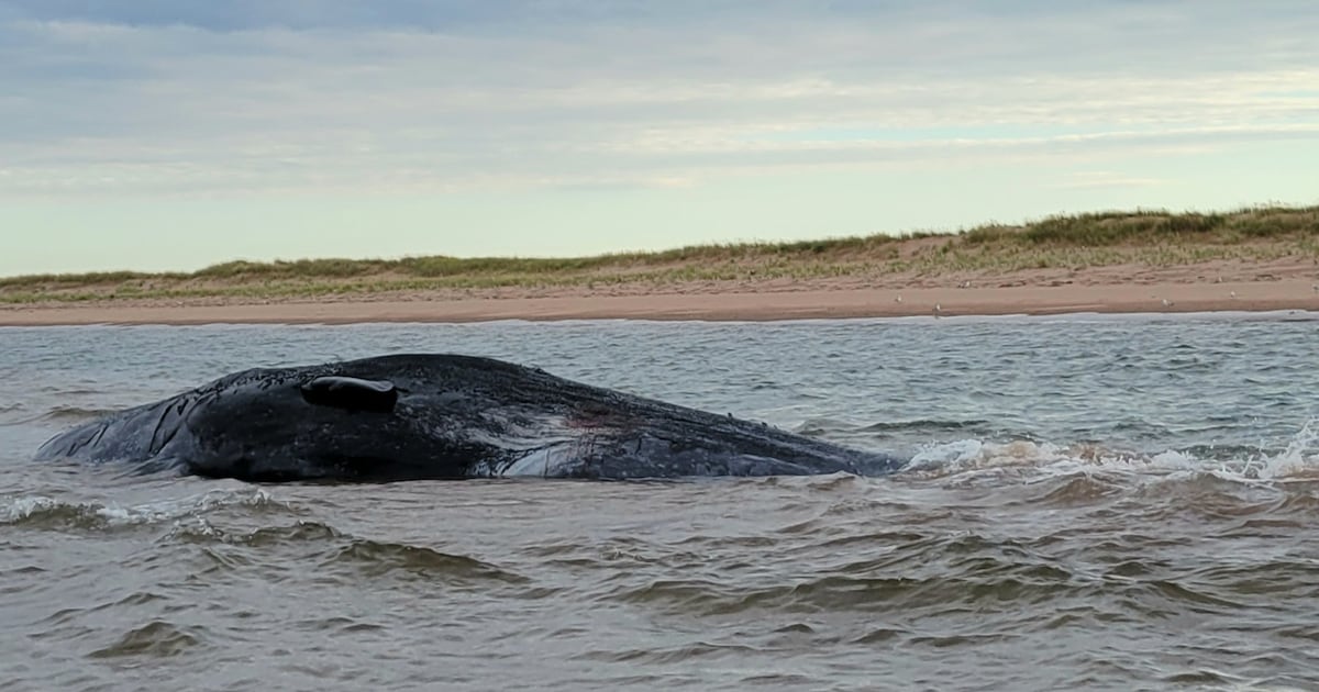 ‘Absolutely heartbreaking’: Three sperm whales dead on P.E.I. shore - CTV News