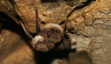 Bat Week spotlights importance of bats on Vancouver Island