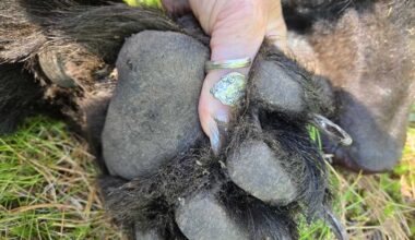 My first harvest: Bear hunting in northern Ontario
