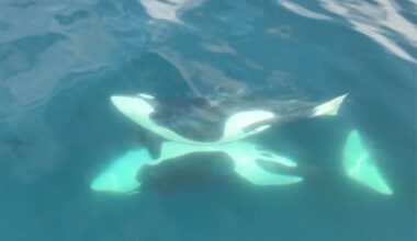 Drones capture rare killer whales off Washington coast doing something very special