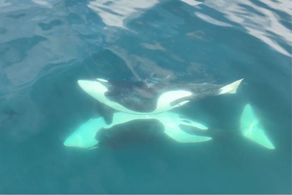 Drones capture rare killer whales off Washington coast doing something very special