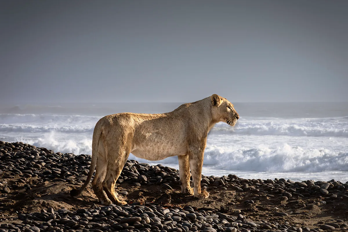 Lioness stood on beach.
