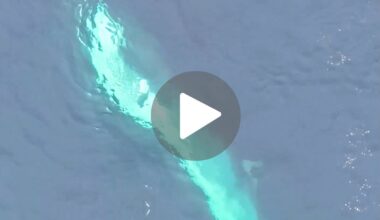 “Rare to witness – and even rarer to film”: wildlife watcher captures 8m animal feeding off Irish coast