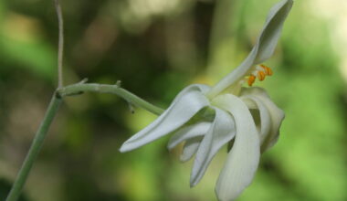 A flower of the Moringa oleifera tree, which is valued for its medicinal properties.