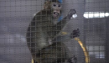 Canada imported nearly 1,800 endangered wild-caught monkeys for research, sparking calls for a ban