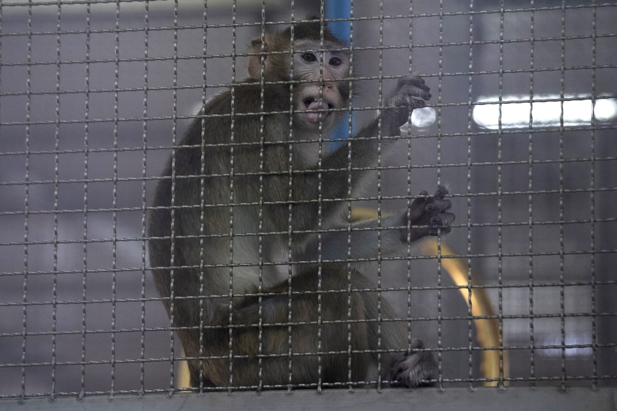 Canada imported nearly 1,800 endangered wild-caught monkeys for research, sparking calls for a ban