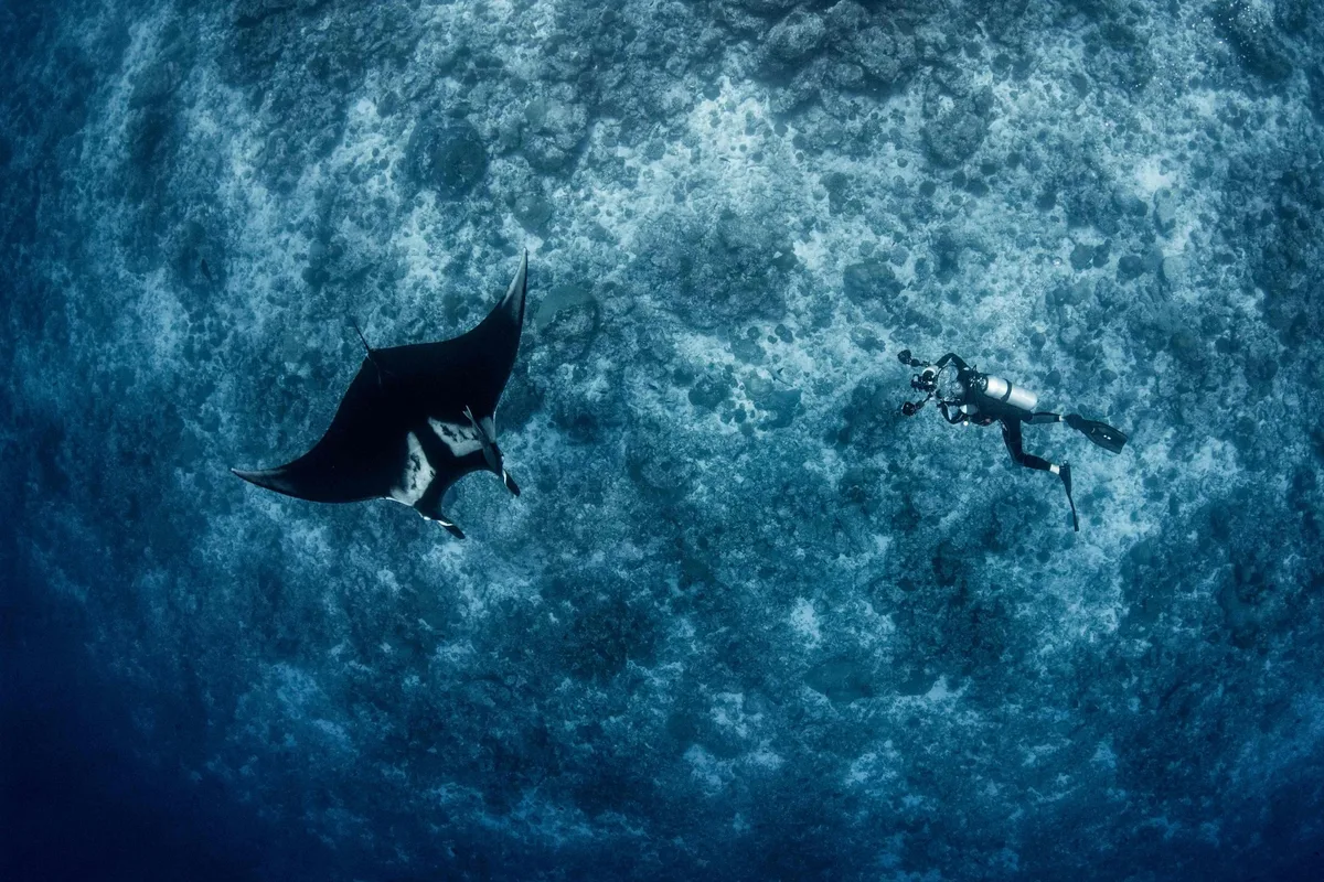 Oceanic manta ray and diver