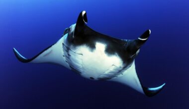 When researchers tracked 24 giant manta rays into the deep, they discovered an amazing new behaviour