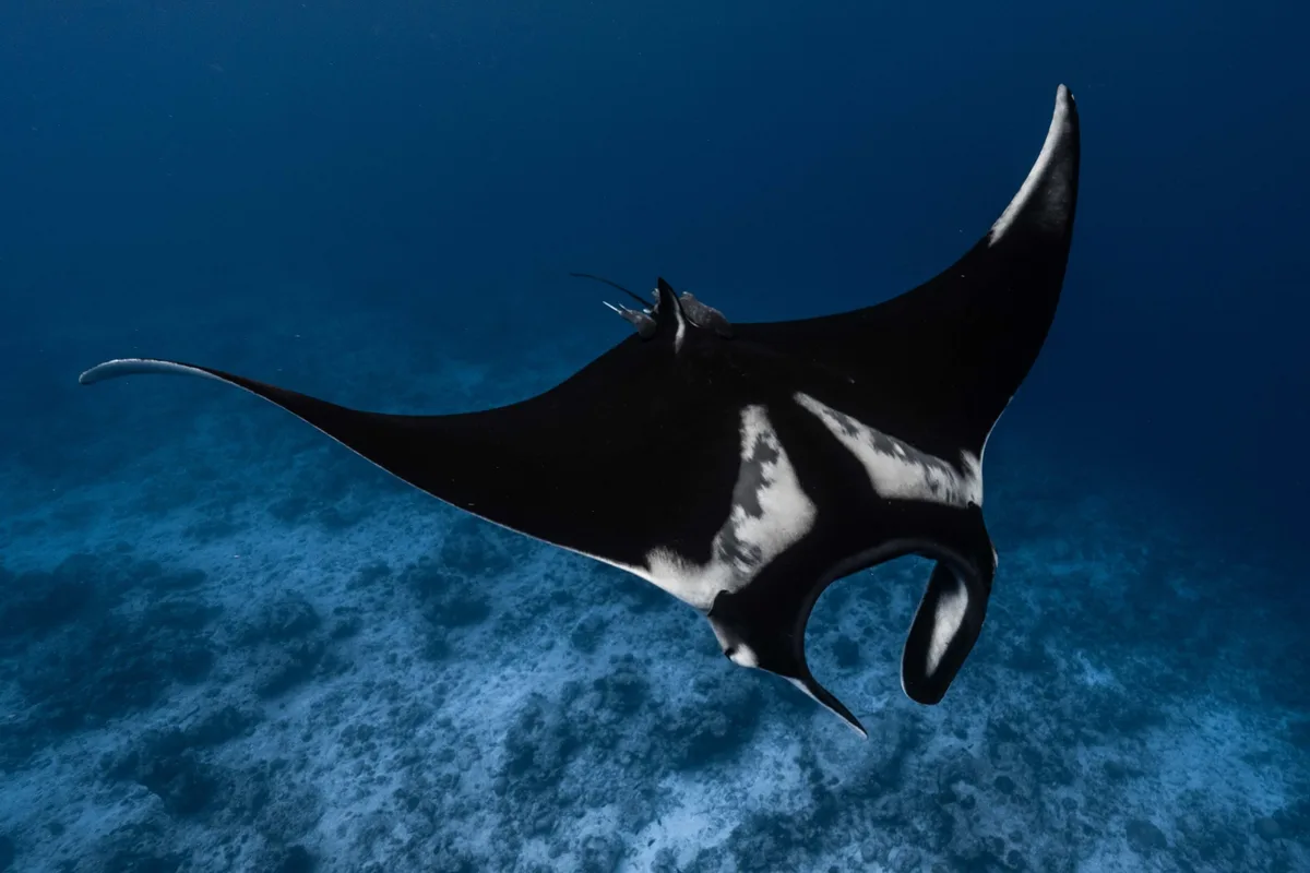 Oceanic manta ray