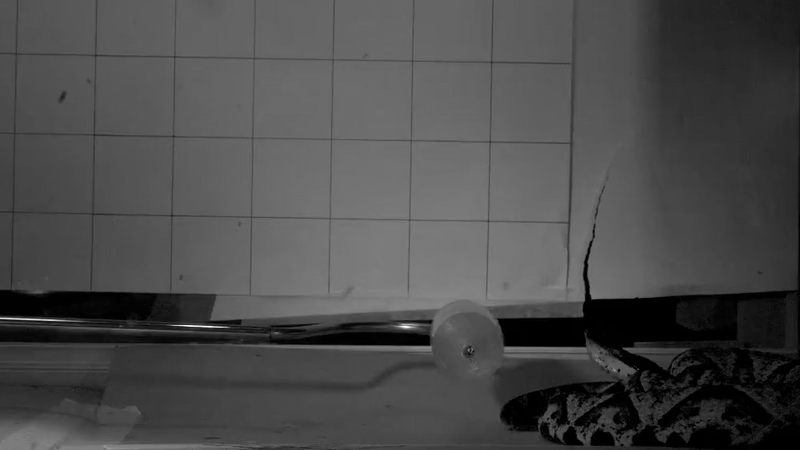 a snake strike in slow motion