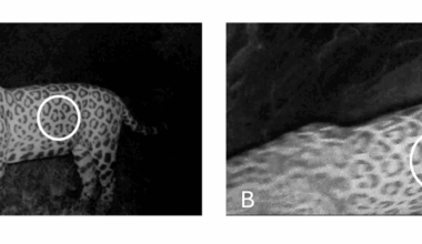 Jaguar in Brazil swims 2.3 km in longest recorded distance for the species