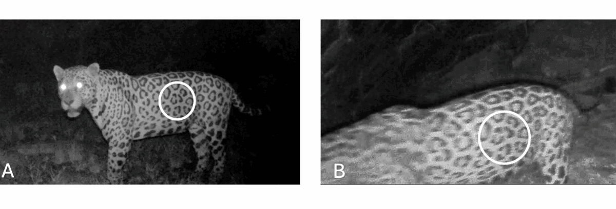 Jaguar in Brazil swims 2.3 km in longest recorded distance for the species