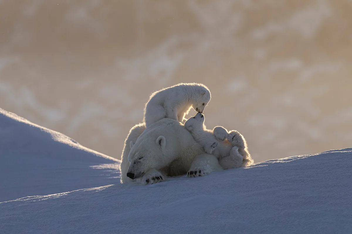 Polar bear sleeps while cubs play.