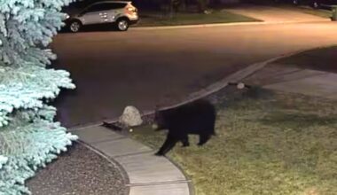 Black bear spotted in Oakridge once again, Calgary police warn - CTV News