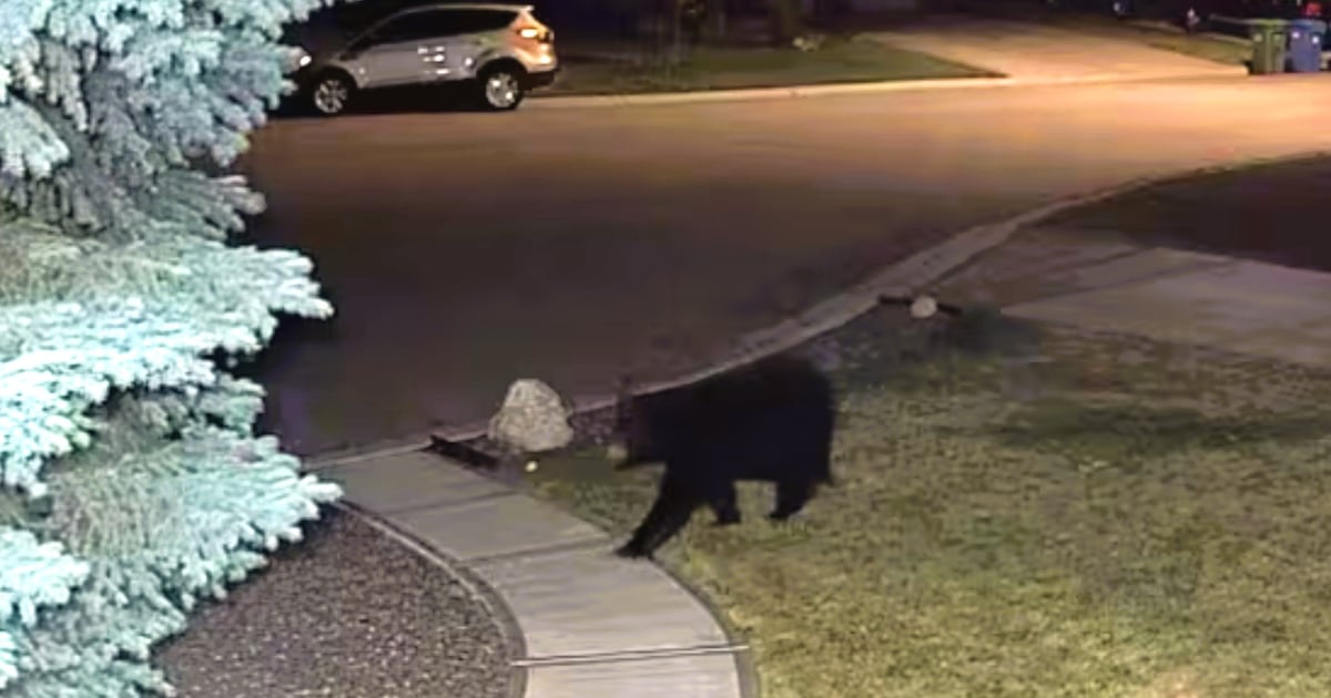 Black bear spotted in Oakridge once again, Calgary police warn - CTV News