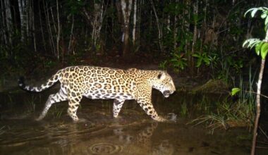 Belize Forest Department condemns shooting of jaguar in Independence Village