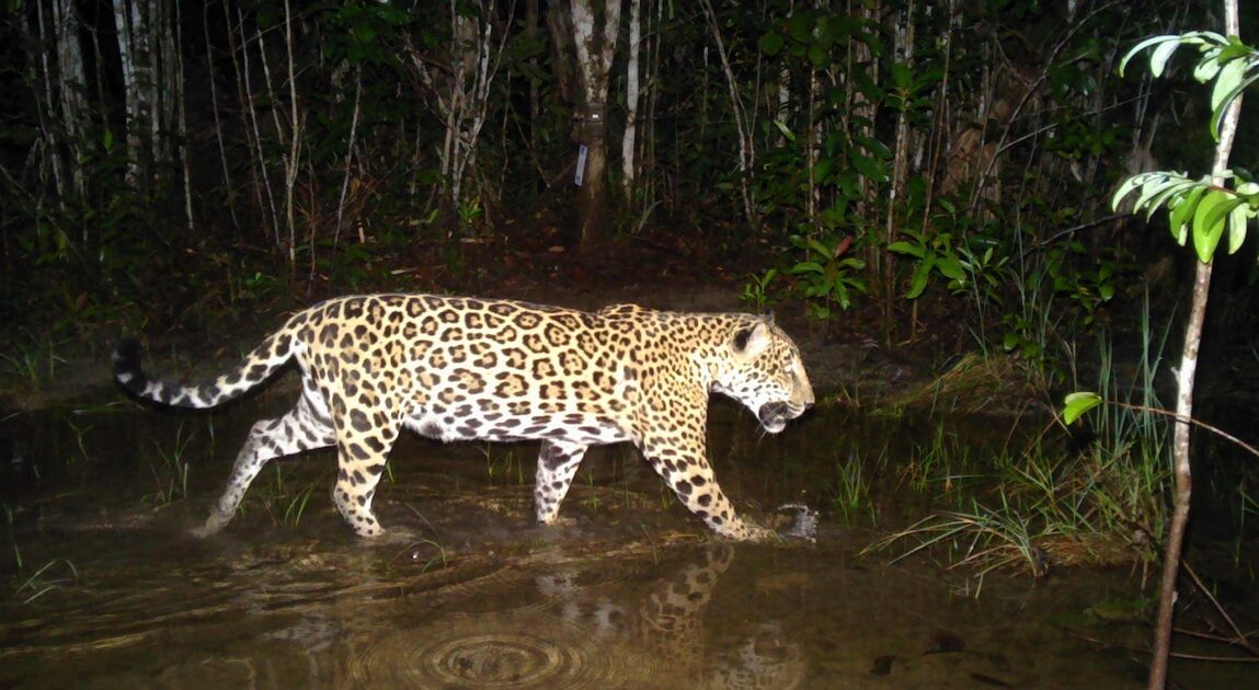 Belize Forest Department condemns shooting of jaguar in Independence Village