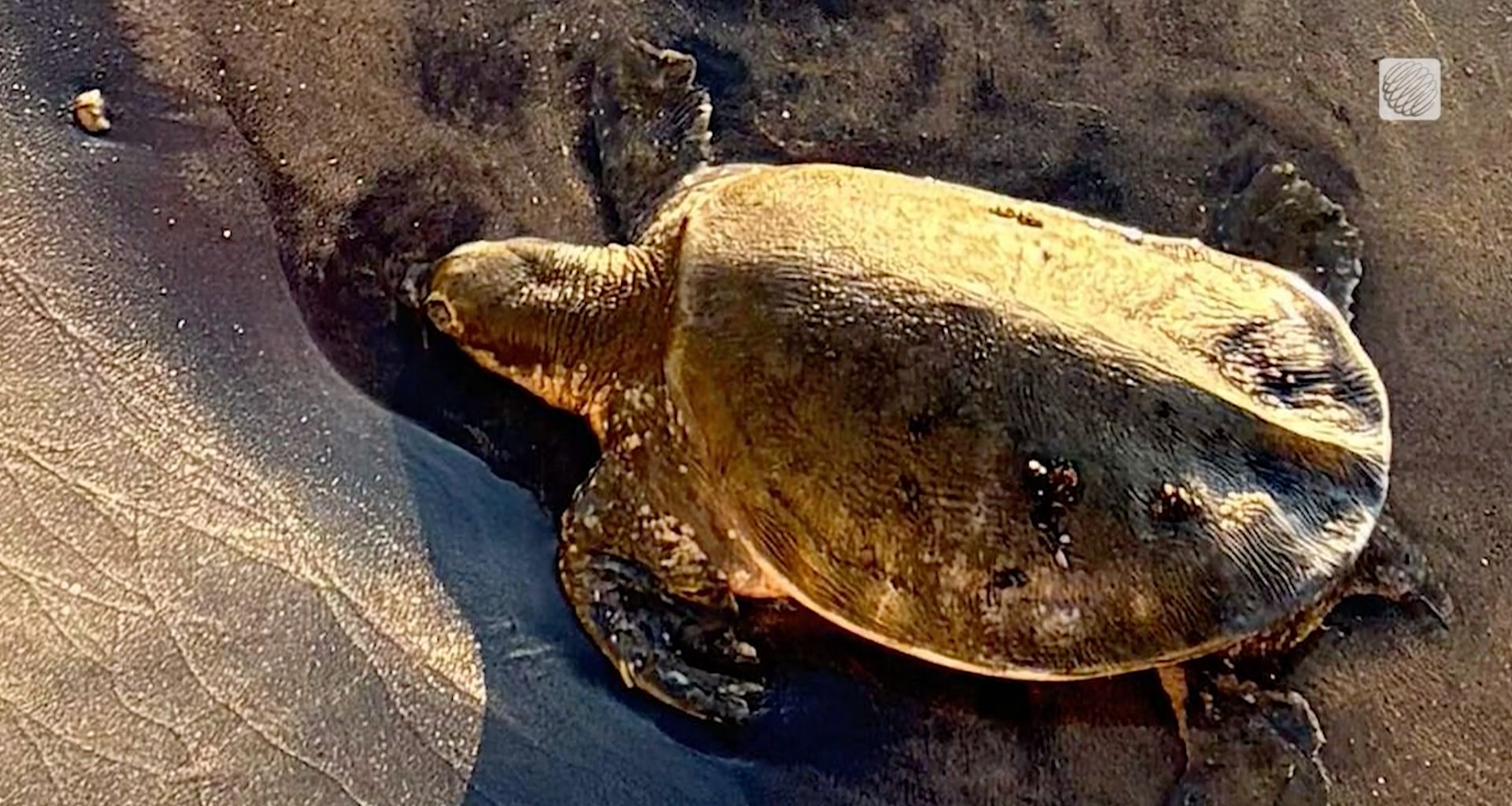 Rare endangered turtle found on Ontario beach
