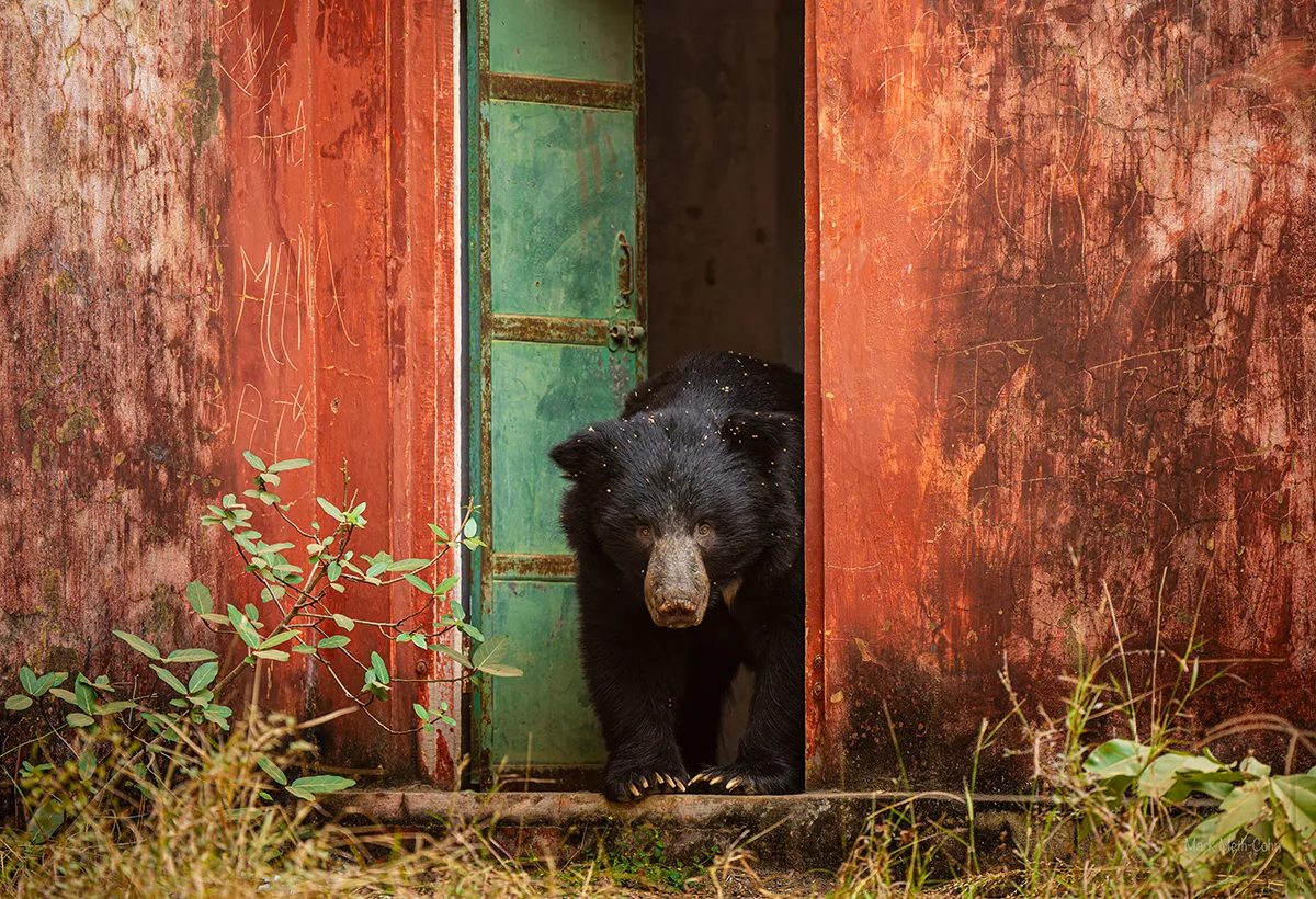 Black bear coming through green door.